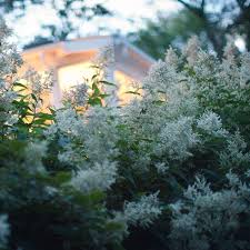 Image result for Bergia polyantha