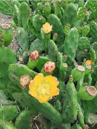 Image result for Opuntia