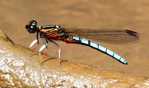 Image result for Exochaenium platypterum