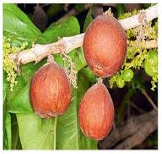 Image result for Vitellariopsis