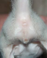 See full list on wikihow.com Kitten Sexing Guide How To Tell If A Kitten Is A Boy Or Girl Cattylicious Com