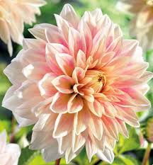 Maybe you would like to learn more about one of these? Ice Cube Dinnerplate Dahlia 2 Root Clumps Giant Soft Pink Flowers 1 Size Walmart Com Walmart Com