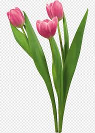 tulip flower desktop blume tulip