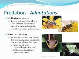 Let's examine these in more detail. Mullerian Mimicry Meaning In Ecology