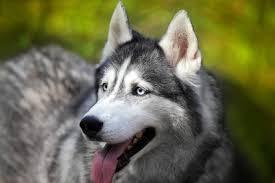 Australian shepherds are the ultimate working dogs. Siberian Huskies Join List Of Blacklisted Dog Breeds Dog Expert