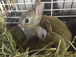 $150 for male (m) & $180 for female (f). Buy A Rabbit In Georgia Rabbits Life