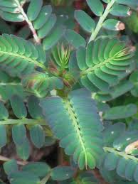 Image result for Phyllanthus parvus