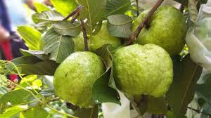 Sekarang kita akan membahas tentang bagaimana sih terjadinya buah jambu air yang busuk dan berulat, dan sudah pasti jika buah jambu yang kita petik didalamnya ternyata busuk dan juga terdapat ulat pastinya kita akan merasa jengkel karena jambu airnya tidak bisa kita makan dan nikmati.pada saat budidaya jambu air ini yang pasti tentu akan mengalami banyak masalah. Pengendalian Hama Dan Penyakit Pada Tanaman Jambu Kristal Higaragro