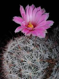 Image result for Phragmanthera crassicaulis