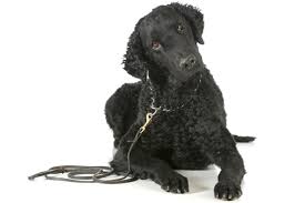 Although their long, luscious locks require regular grooming to keep them looking their best, you can take pride in the beauty and silkiness of their coats. 8 Curly Coated Dog Breeds Bechewy