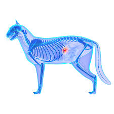 How is pancreatic cancer in cats diagnosed? Pancreatitis In Cats Inflammation Of The Pancreas