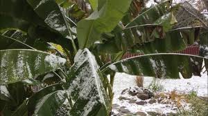 Maybe you would like to learn more about one of these? How To Overwinter Banana Plants The Barefooted Gardener Youtube