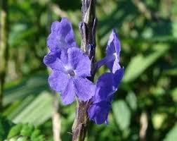 Image result for Stachytarpheta urticifolia