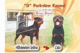 Buy and sell dogs to buy on animals sale page 2. Litters Parkview Champ Rottweiler Breeders Malaysia Dog For Sale At Ipoh Perak Malaysia