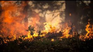 A visual guide to australia's black summer bushfire crisis. Australia Studies Start On Vital Issues In 2019 20 Black Summer Bushfires