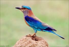 Indian Roller Beautiful Colors Even At Rest Beautiful Birds Pet Birds Indian Roller