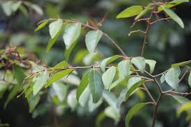 Image result for Ventilago