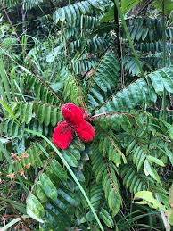 Image result for Cnestis