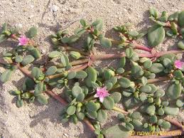 Image result for Sesuvium portulacastrum