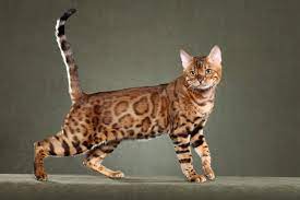 The Hypoallergenic Bengal Cat Pet Allergies Splendid Beast