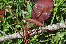 Image result for Brasenia