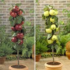 We receive the shipment of fruit trees from adams county nursery around the beginning of april. Pin On Patio Fruit Trees