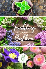 5 Balkonpflanzen Fur Den Fruhling Die Leichten Frost Vertragen Balkon Pflanzen Balkon Blumen Und Fruhlingspflanzen