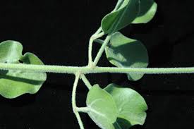 Image result for Jasminum fluminense