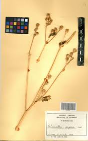 Image result for Blainvillea gayana