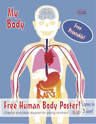 Free Printable Human Body Anatomy Poster Worksheet Human Body Lesson Body Preschool Human Body Activities