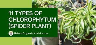 Image result for Chlorophytum sparsiflorum