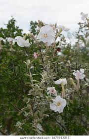 Image result for Catophractes alexandri