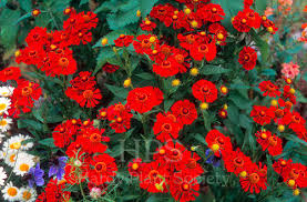 Image result for Vernonia centaureoides