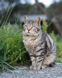 Image result for adorable cat