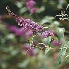 Trimming Butterfly Bushes Butterfly Bush Butterfly Bush Care Bush Plant