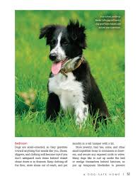 Border collie puppies eugene oregon. Buy Border Collie Smart Owner S Guide Book Online At Low Prices In India Border Collie Smart Owner S Guide Reviews Ratings Amazon In