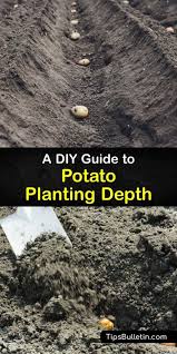 Potatoes grow in most soil types, but crop best in loose, fertile soil in full sun. Potato Planting Depth How Far Down To Grow Potatoes