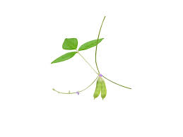 Image result for Teramnus