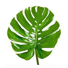 Split Leaf Philodendron Monstera Deliciosa Live Plant 3 Etsy In 2020 Philodendron Monstera Philodendron Monstera