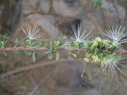 Image result for Maerua buxifolia