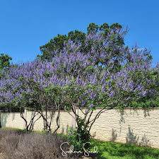 Image result for Vitex