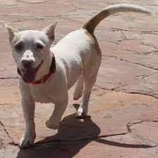 Maybe you would like to learn more about one of these? List Of Popular Bull Terrier Mixes With Pictures