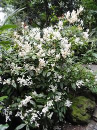 Image result for Whitfieldia thollonii