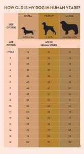 Your Dogs Age In Human Years A Conversion Chart Dots And