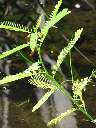 Image result for Sesbania goetzei