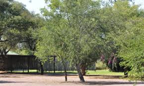 Image result for Terminalia phanerophlebia