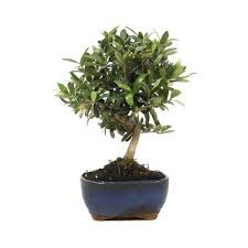 Es kommt zur trennung und es wird sich neu verliebt und nochmals wird der schritt gewagt zu heiraten. Echte Hochzeitsbaume Das Perfekte Hochzeitsgeschenk