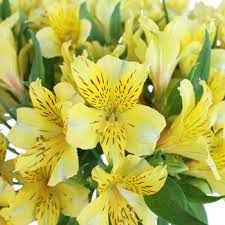 Bright Yellow Alstroemeria Flower Fiftyflowers Com