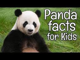 Pin On Pandas 2020