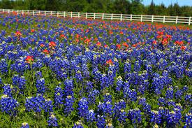 The official bluebonnet city of ennis, texas, which features the famous bluebonnets with over 40 miles of drivable bluebonnet trails. Ennis Bluebonnet Trails The Best Wildflower Route In Texas